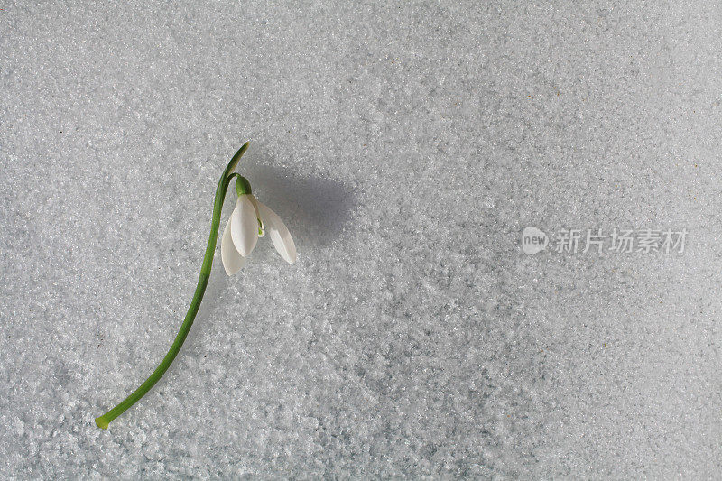 雪花上的雪花莲