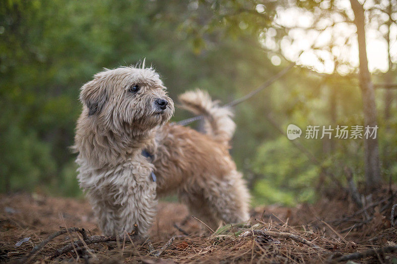 森林里的约克郡犬