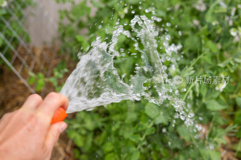 用手持水管给花园浇水