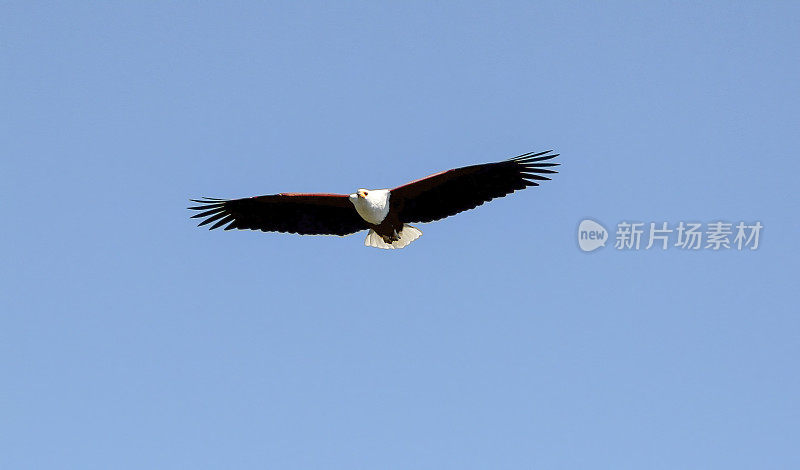 非洲Fish-Eagle