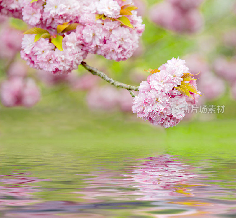 樱花枝在水面上的倒影