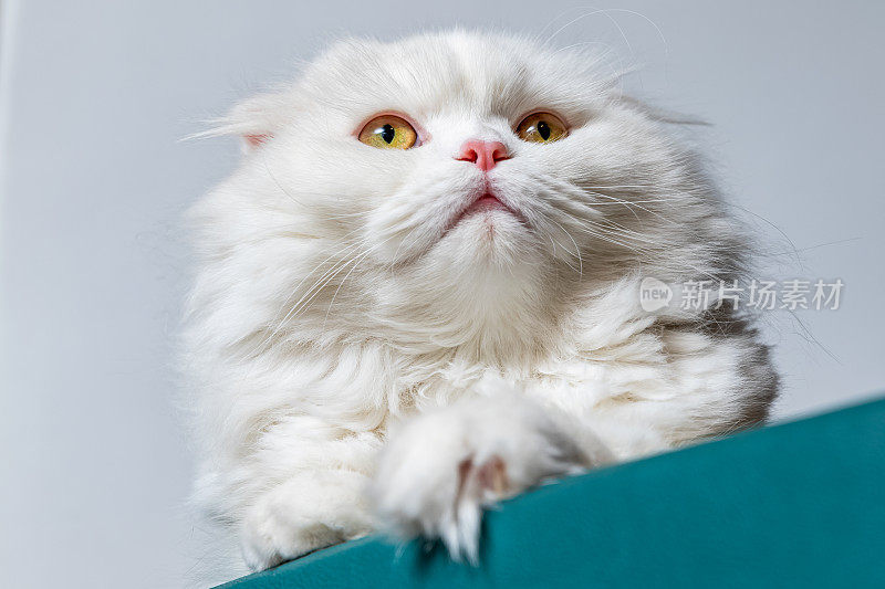白色，长毛苏格兰折叠小猫肖像