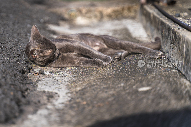 一只优雅的灰猫在泰国普吉岛的路上瑟瑟发抖