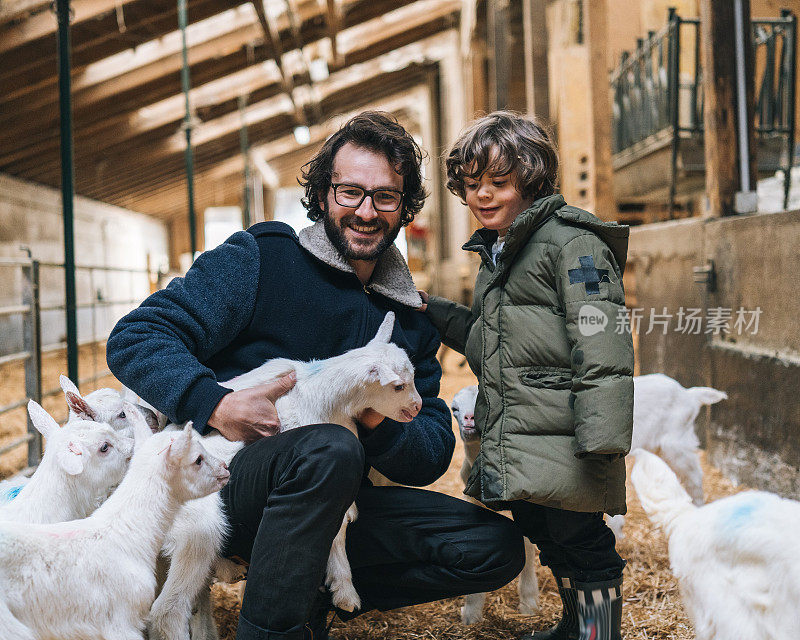 早晨，父亲和儿子和一群小山羊一起放松