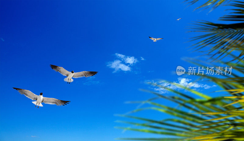 清新的热带海滩，海鸥和棕榈叶