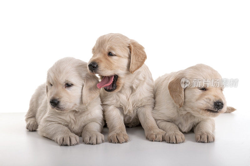 三只白色的金毛猎犬幼犬