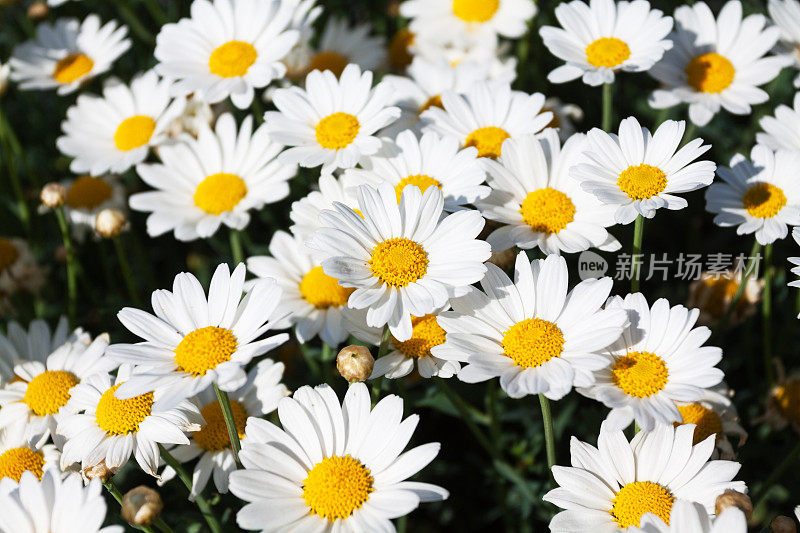 很多Leucanthemum花