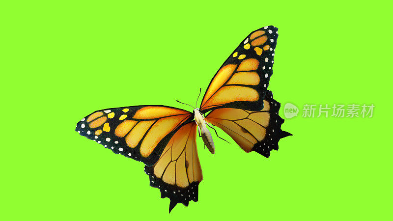 蝴蝶飞舞的动画序列用色度键