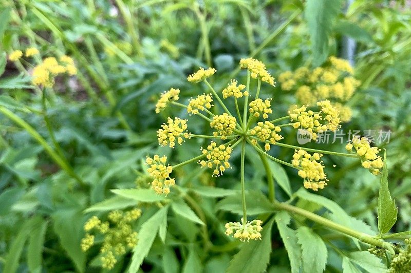 野生防风草