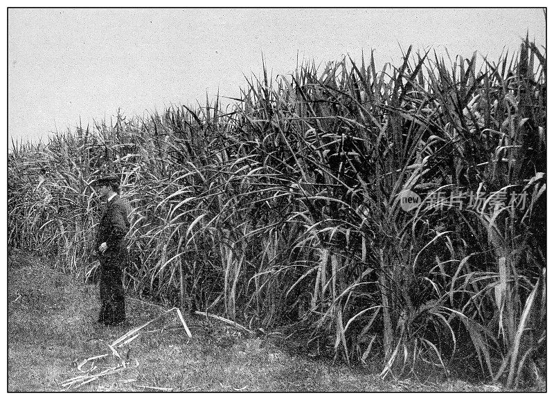 古黑白照片:古巴的种植园农业农场