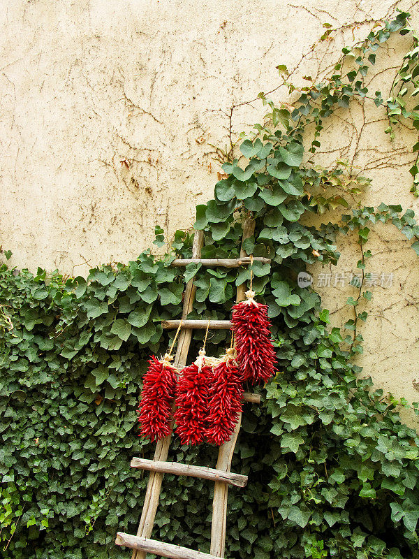 红辣椒和绿常春藤装饰着新墨西哥州阿尔伯克基老城的砖墙