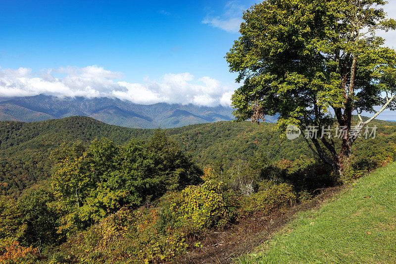 蓝岭忽视