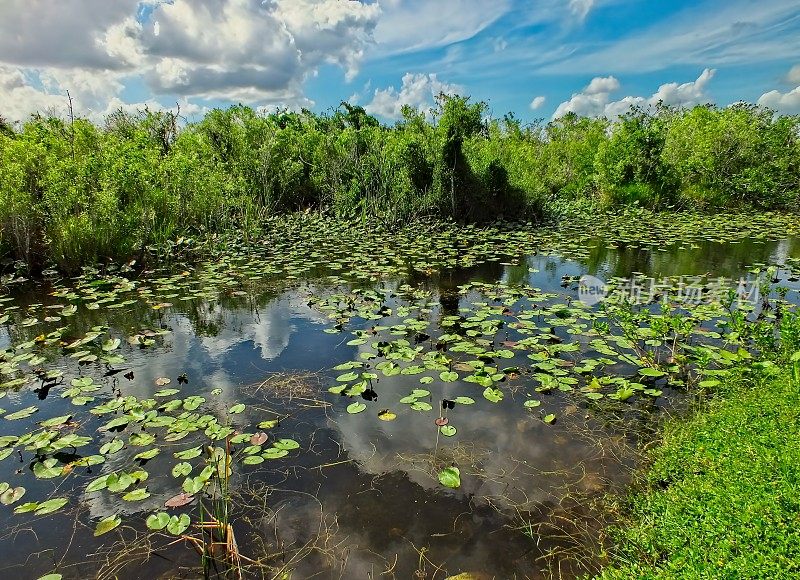 大柏树国家保护区位于佛罗里达州西南部，大沼泽地国家公园以北