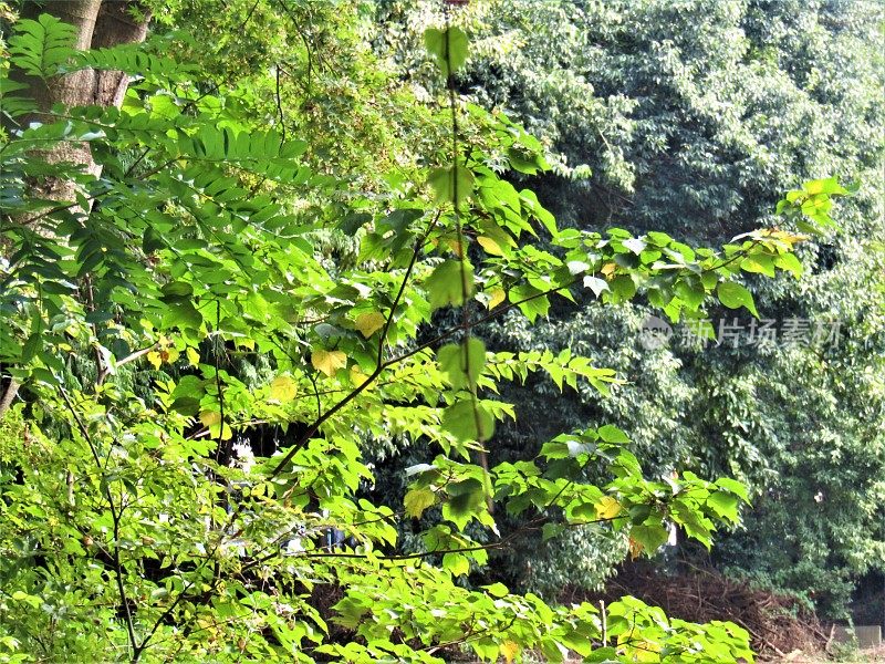 日本。十月的晴朗天气。夏天的森林。