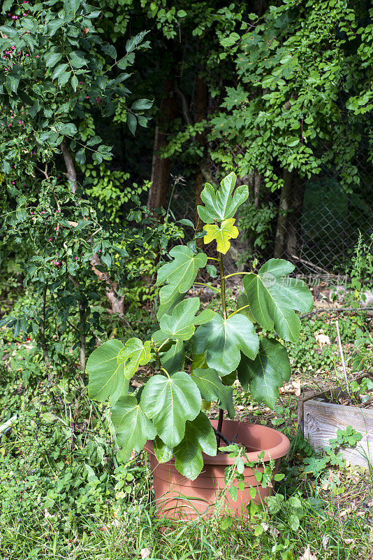 大花盆里的无花果树