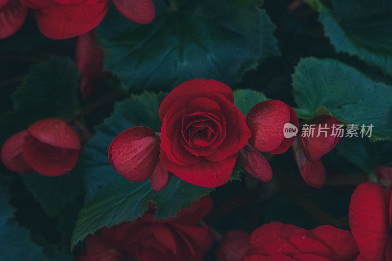 红玫瑰背景