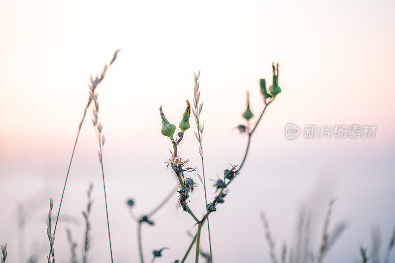 海边的草地和日落