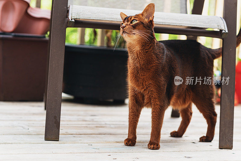 阿比西尼亚猫