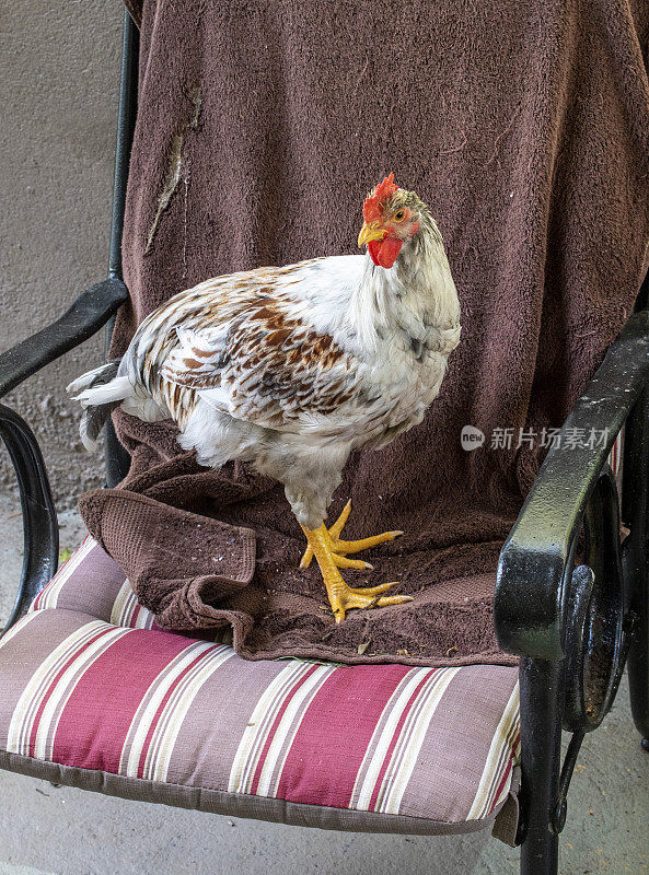 小公鸡占了他的椅子。