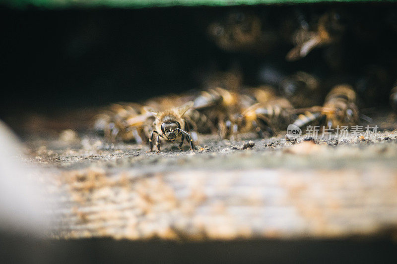 大黄蜂进入蜂巢的特写镜头