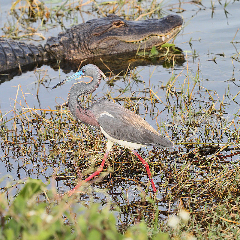 在佛罗里达的维埃拉湿地上，三色苍鹭和美洲短吻鳄在相距不到几英尺的地方互相交换目光