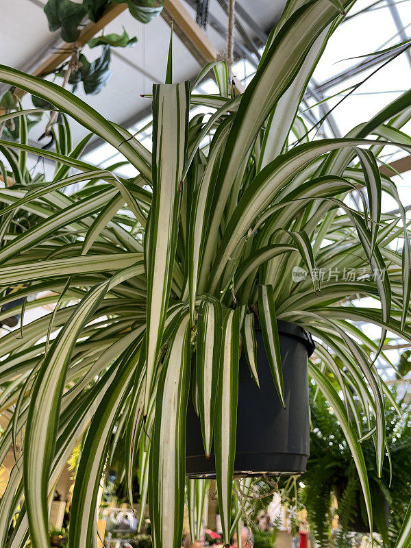 吊兰(吊兰)悬挂在花园中心屋顶的塑料花盆内