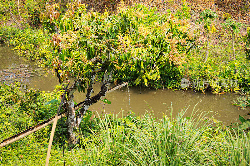 简单的木制经典浇水管在有机芒果树