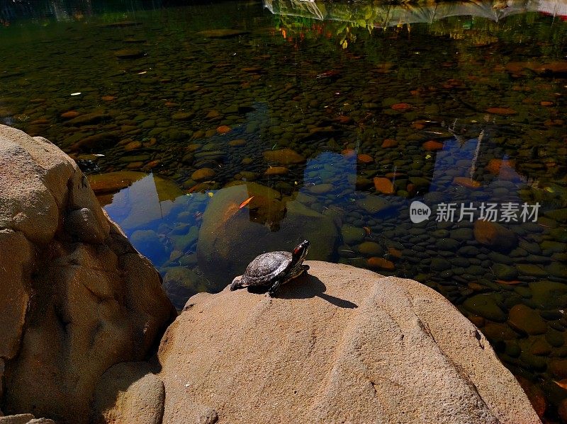 海龟在池塘中央的岩石上