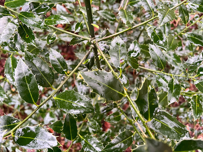 森林里一株潮湿的绿色植物。