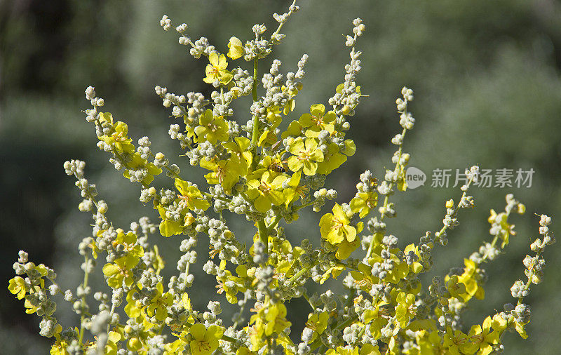 黄花上的蜜蜂