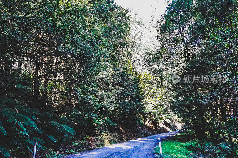 一条穿越澳大利亚热带雨林的道路。