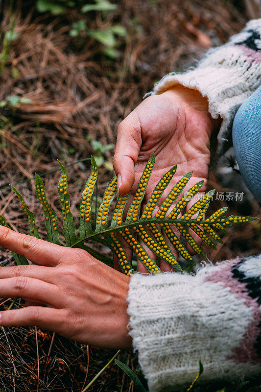 植物学家在森林里检查蕨孢子