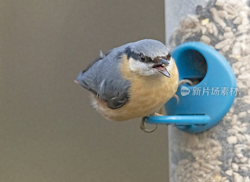 喂鸟器上没有任何东西。