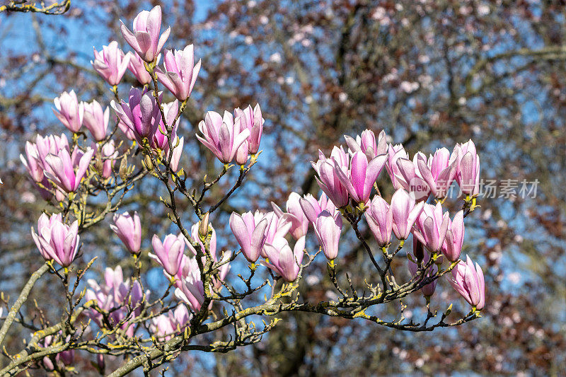 木兰树“苏珊”在海德公园在威斯敏斯特市，伦敦