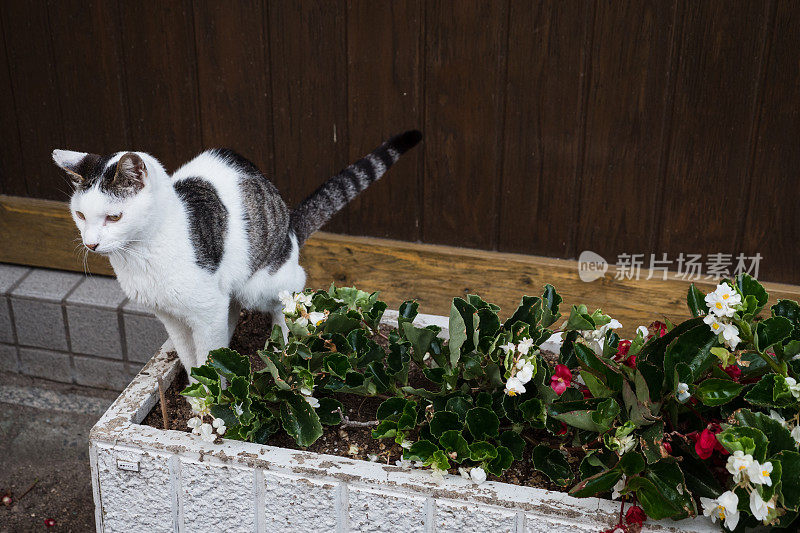一只猫在花坛里排泄的图像