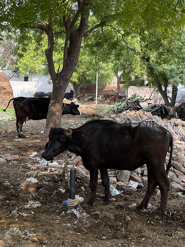 圣牛被绳子拴在柱子上，周围是废墟和垃圾，重点放在前景