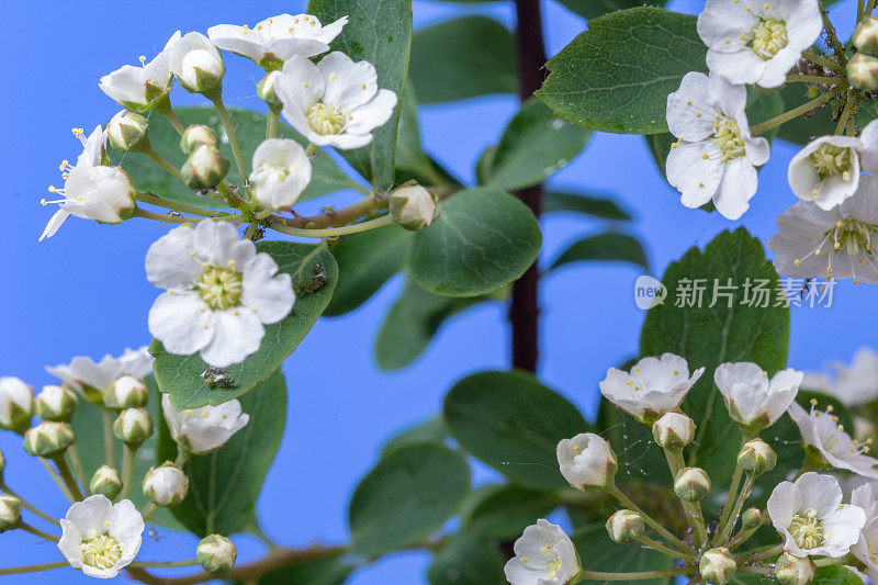 照片上的一棵荆棘树花生长在蓝色的背景。山楂盛开的花朵。