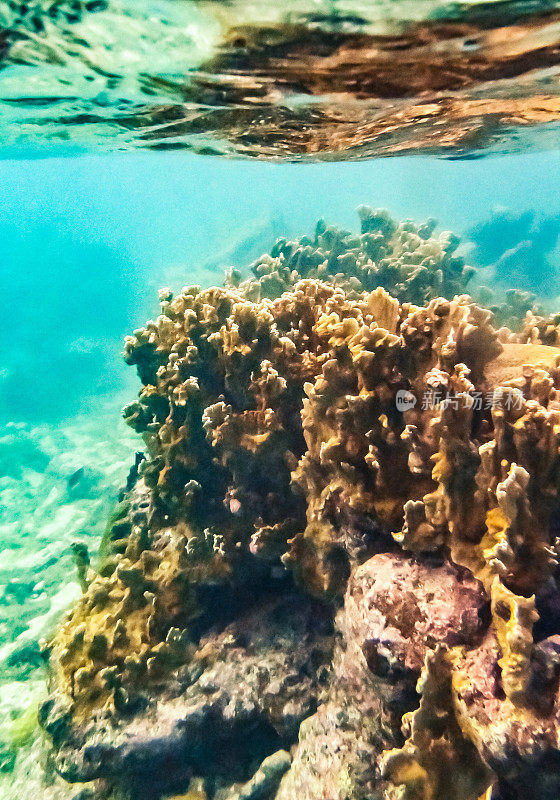 热带加勒比海洋生物水下珊瑚礁和海洋鱼类