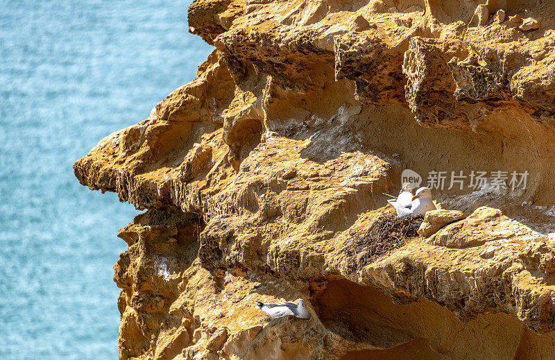 海鸥在侏罗纪海岸的悬崖上筑巢