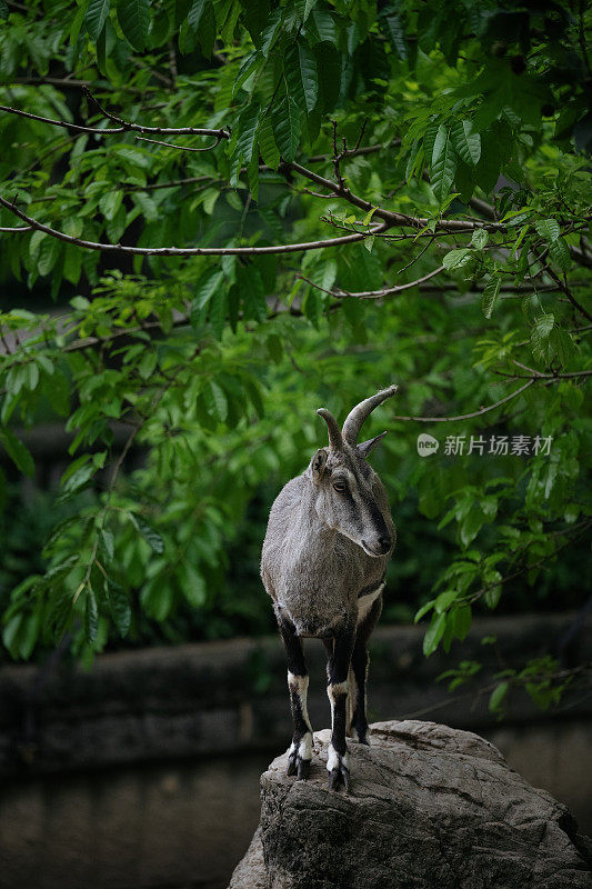 树林里的鹿