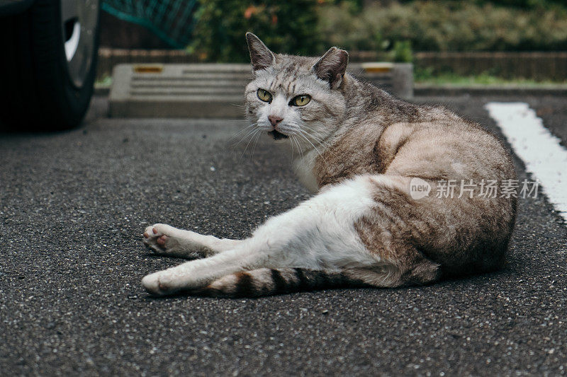 酷猫脸