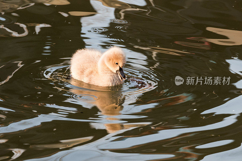 小天鹅在池塘里游泳