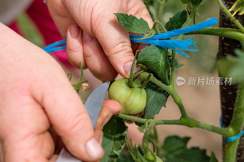 一名妇女正在她的菜园里系西红柿。