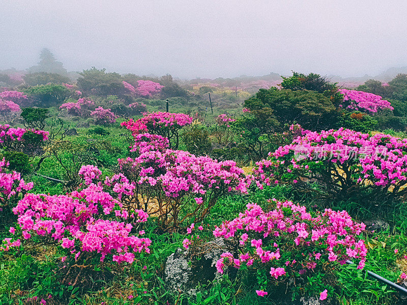 汉拿山国立公园的春天杜鹃花