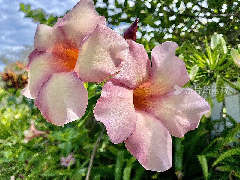 粉红色曼德维拉开花藤