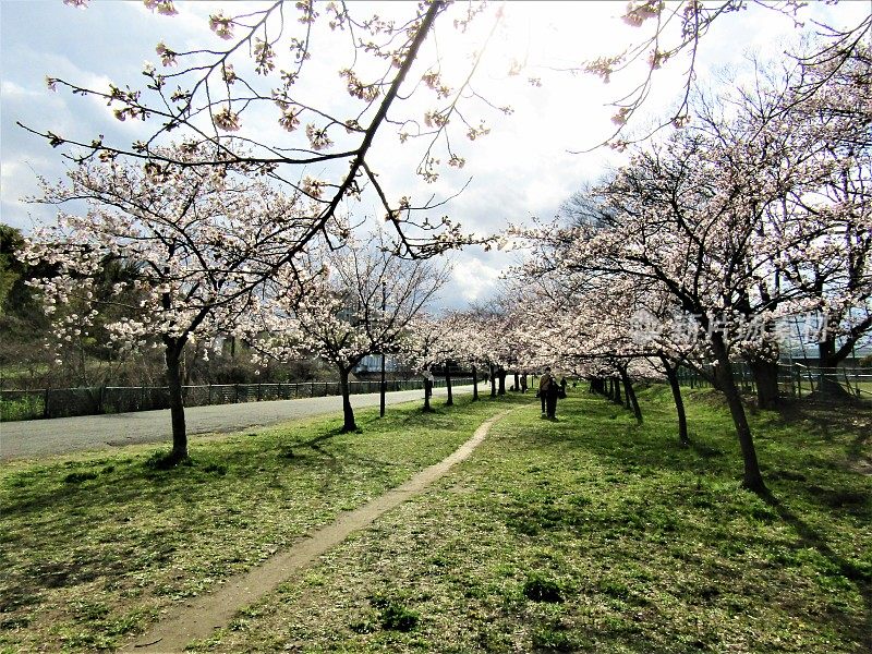 日本。3月底。樱花树巷开始开花。