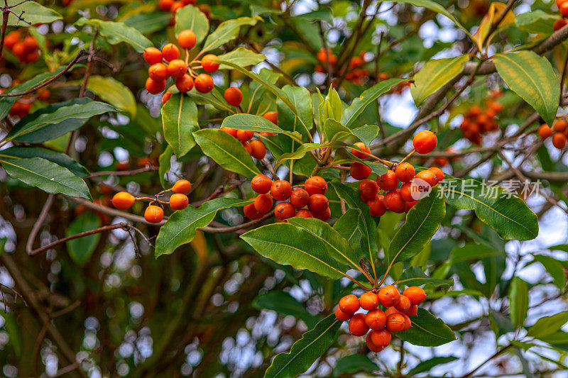 哥伦比亚，波哥大——路边装饰树上的橙莓