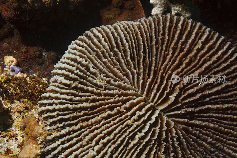 蘑菇珊瑚海洋生物宏观图，特写。硬珊瑚礁水下照片水肺潜水员的观点红海