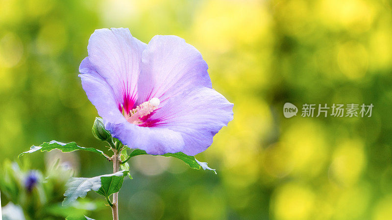 紫色的芙蓉花