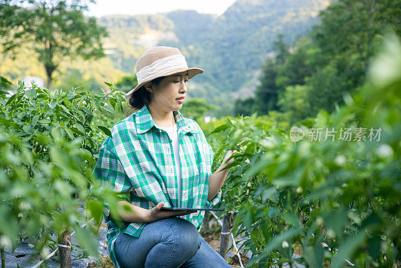 亚洲农民在辣椒地里使用数码平板电脑